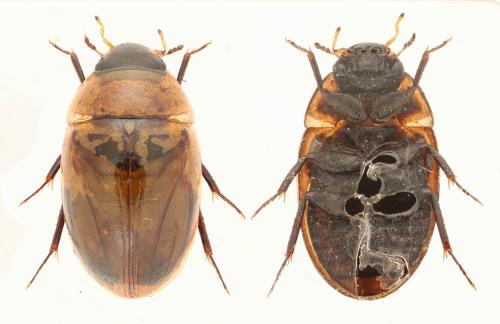 Enochrus sayi